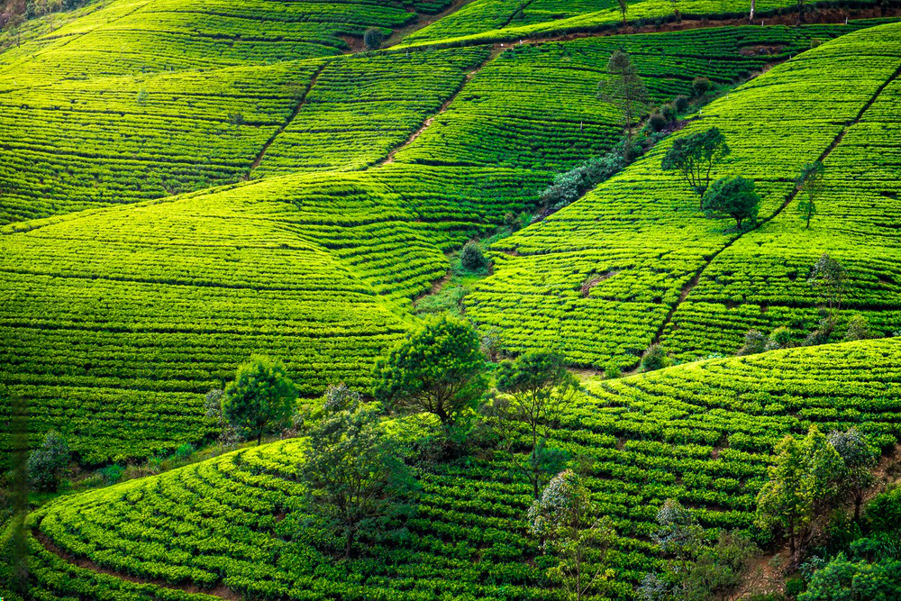 Nuwara Eliya